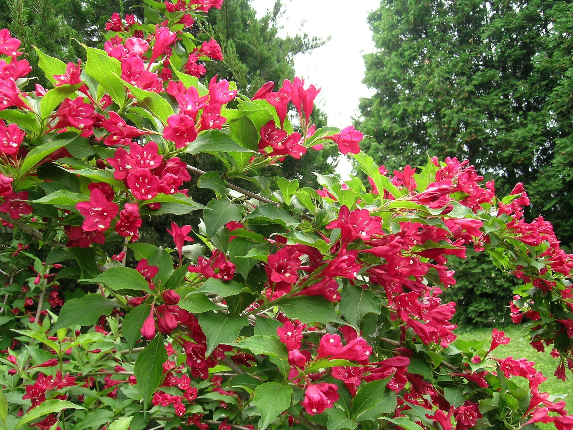 Red Prince Weigela