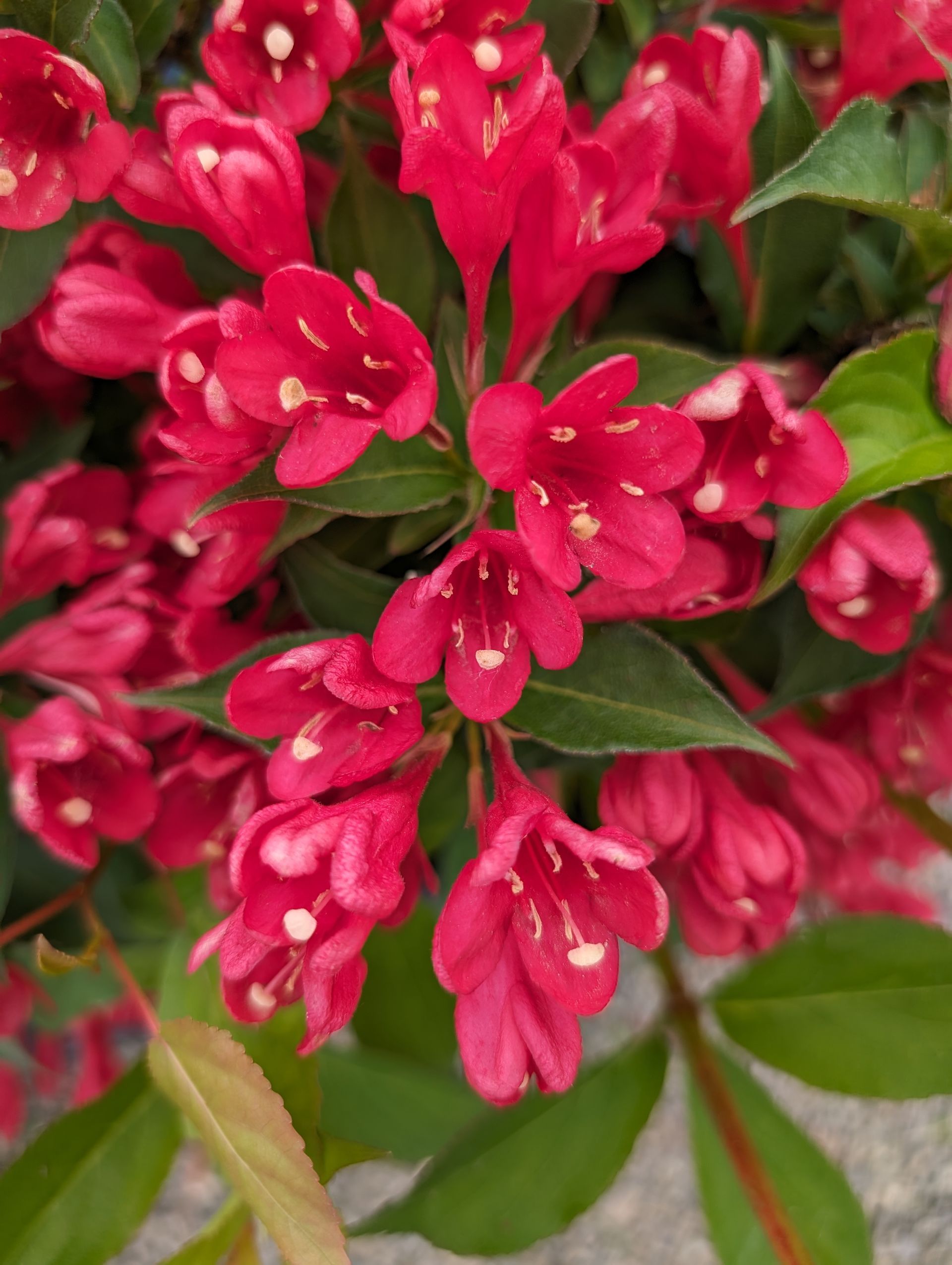 Crimson Kisses® Weigela