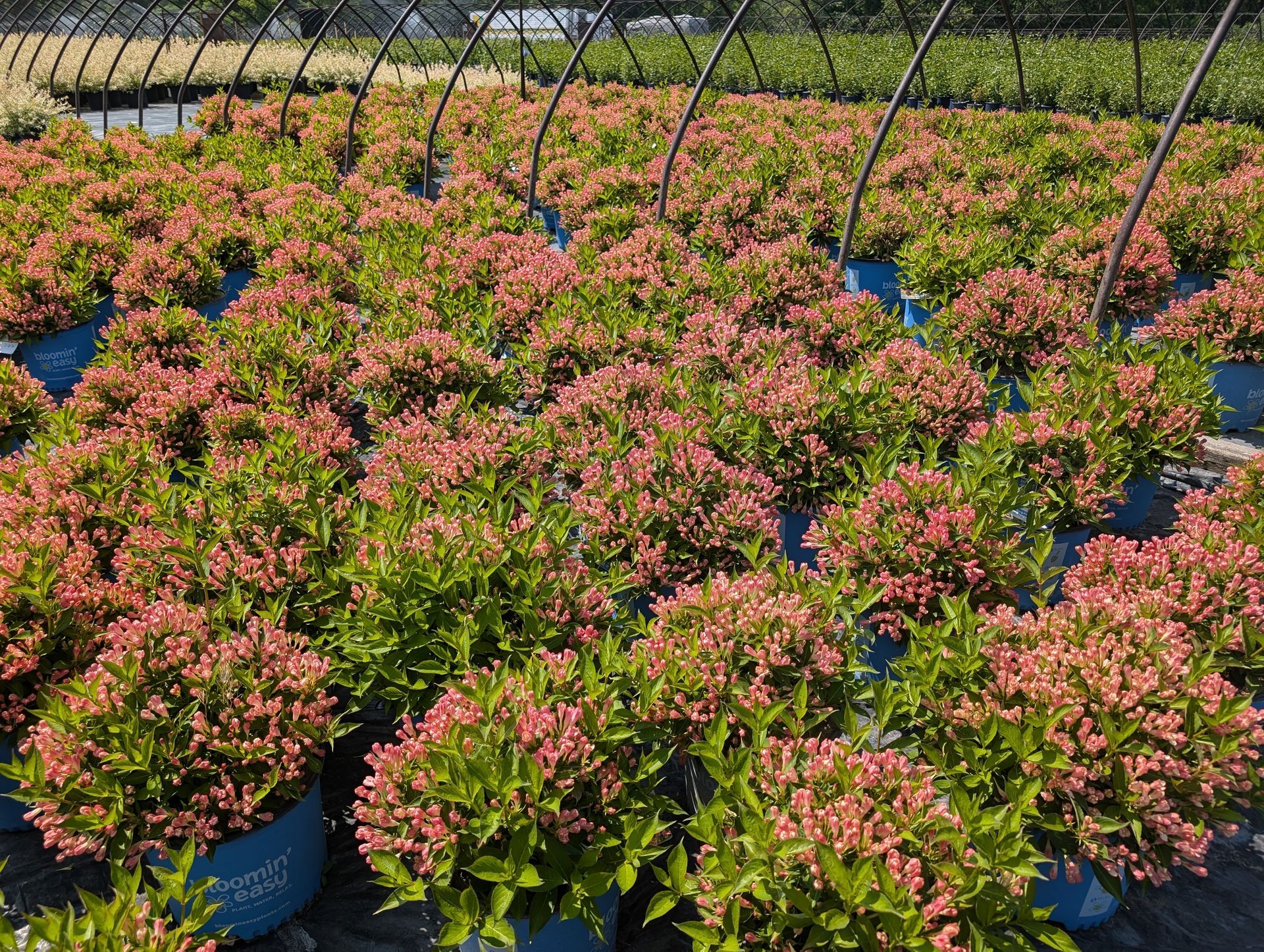 Peach Kisses™ Weigela