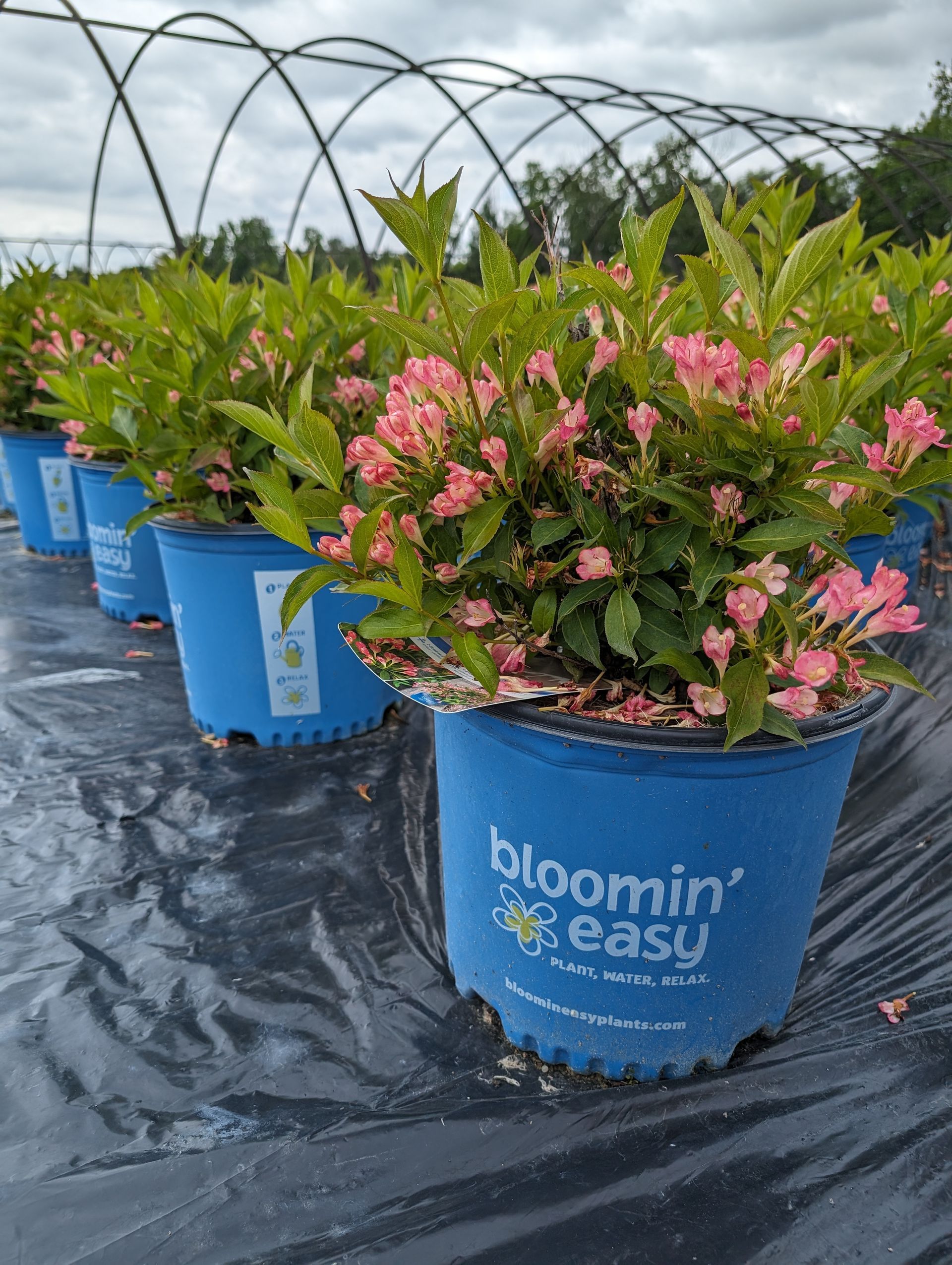 Peach Kisses™ Weigela