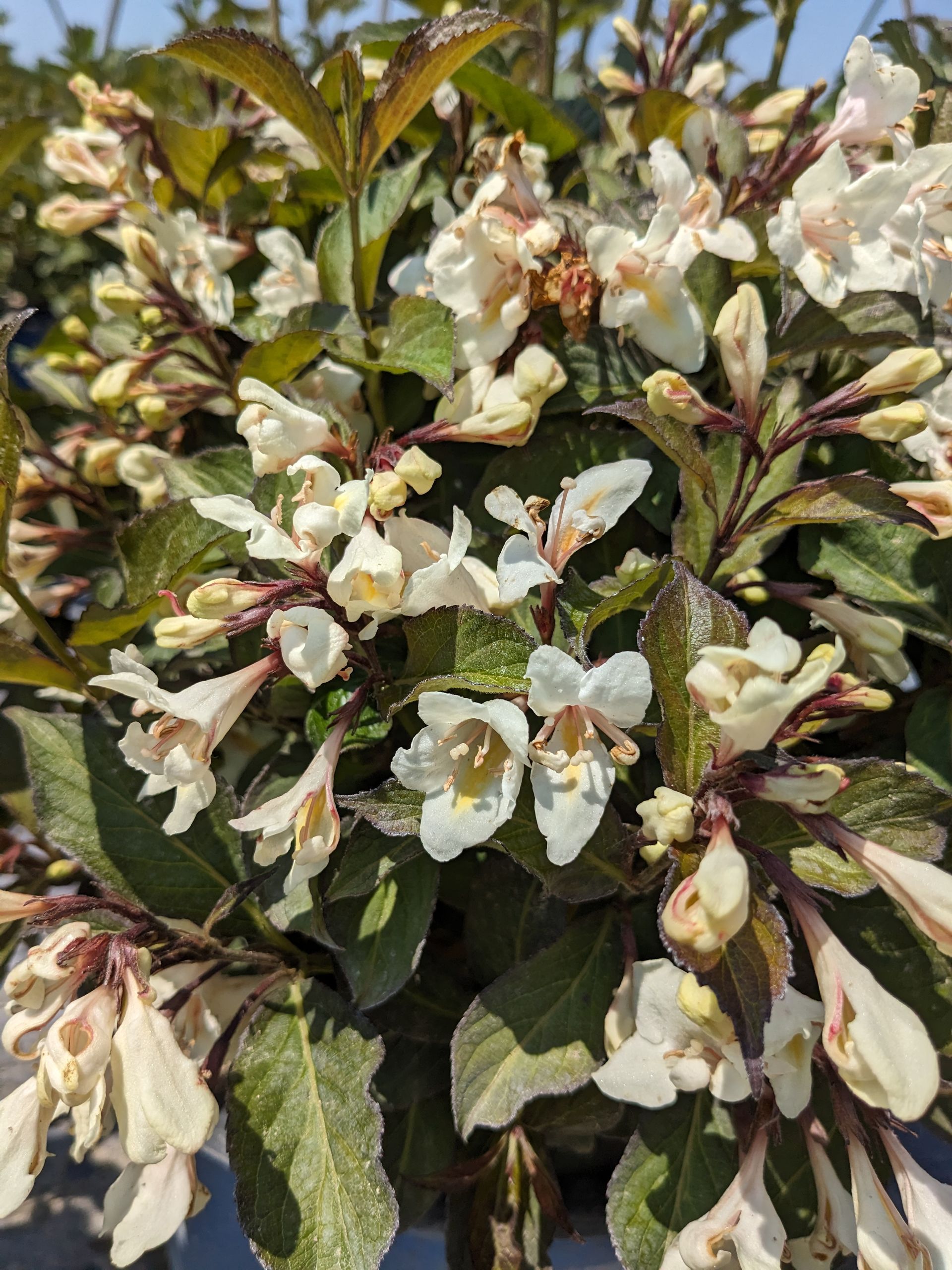 Tuxedo™ Weigela