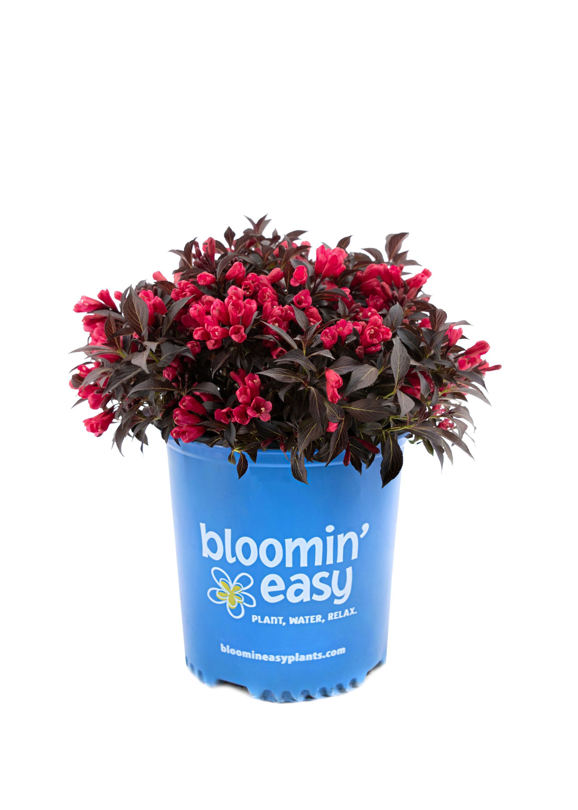 Electric Love® Weigela