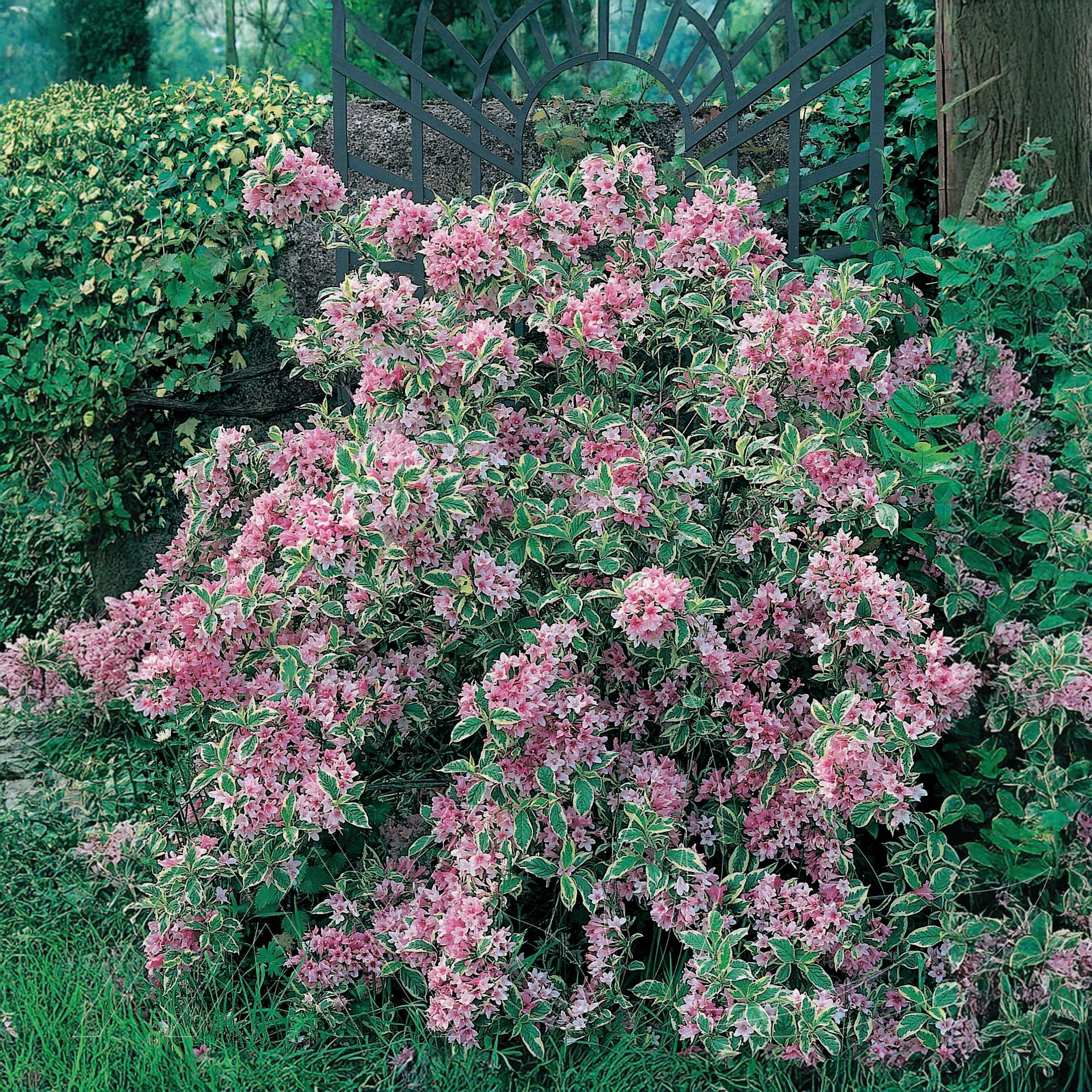 Variegated Weigela