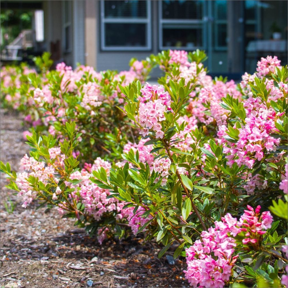 Bloombux® Magenta Rhododendron