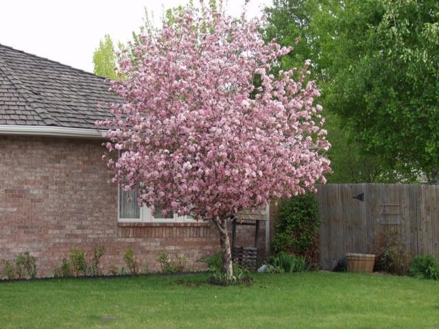 Brandywine® Crabapple