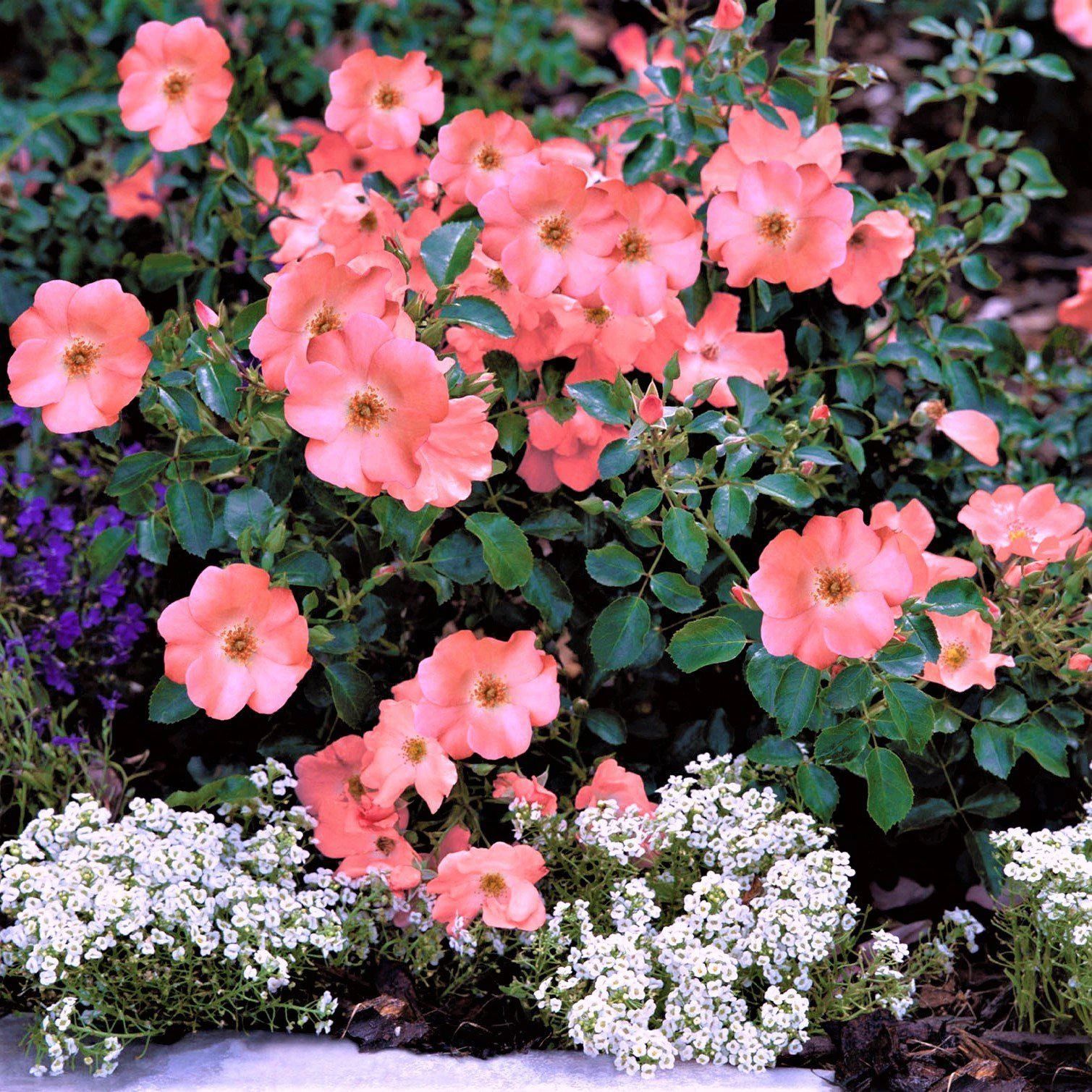 Coral Flower Carpet® Rose