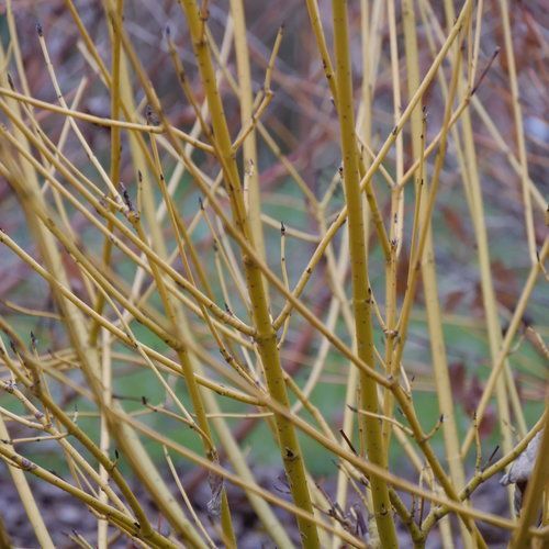 Cornus sericea 'Arctic Fire Yellow