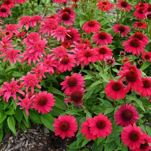 Sombrero® Baja Burgundy Coneflower