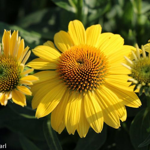 Sombrero® Lemon Yellow Coneflower