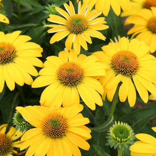 Sombrero® Lemon Yellow Coneflower