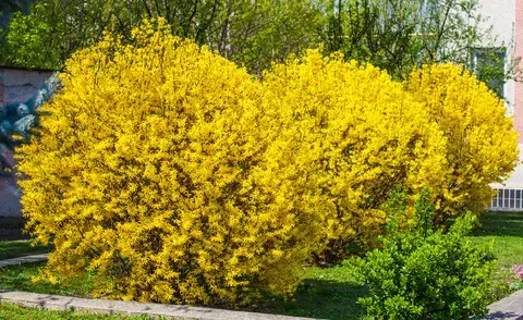 Northern Gold Forsythia