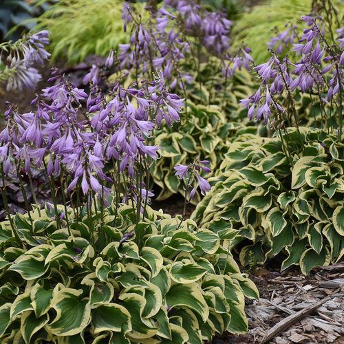Wrinkle in Time Hosta