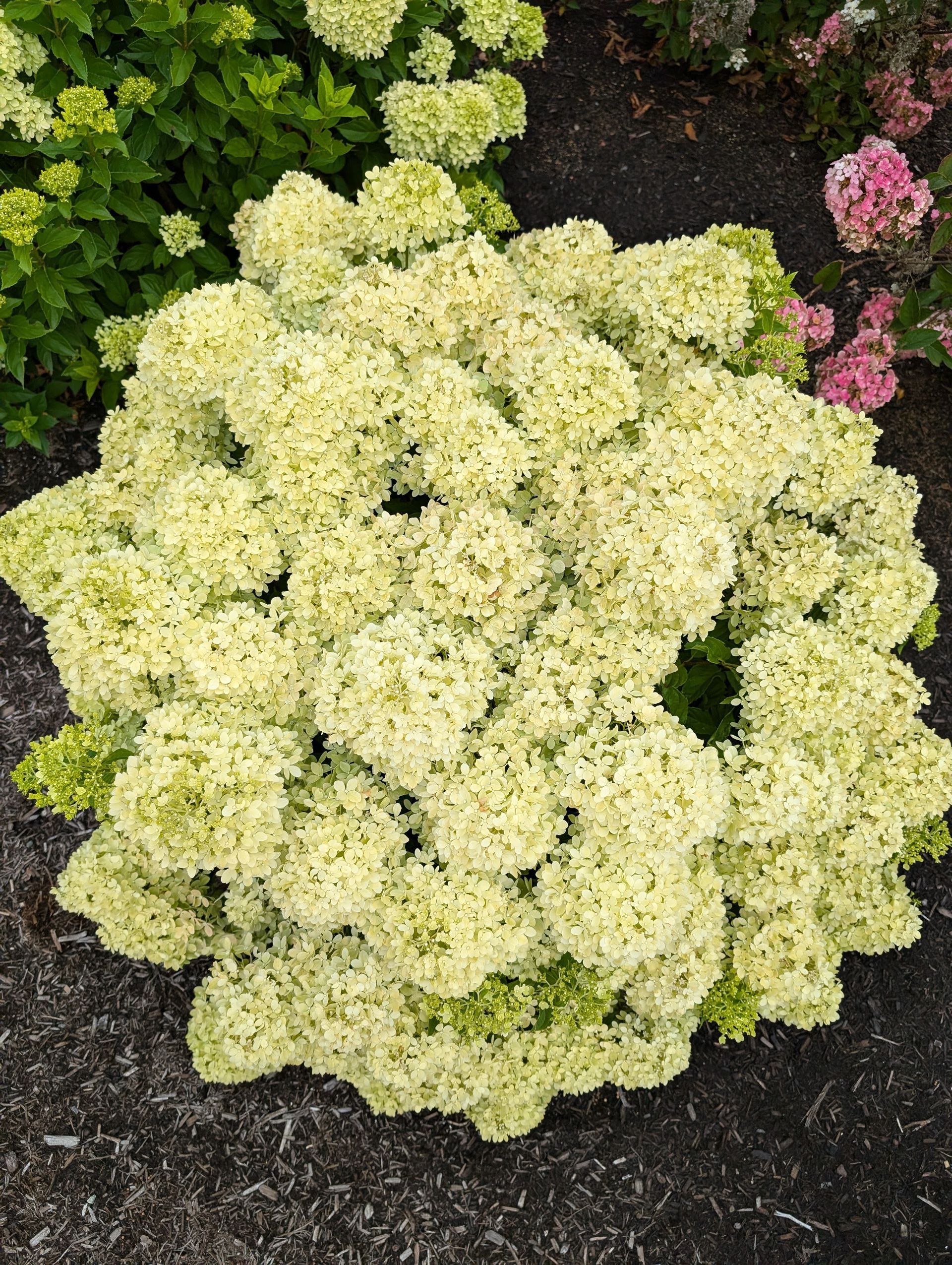 Bubble Bath™ Hydrangea