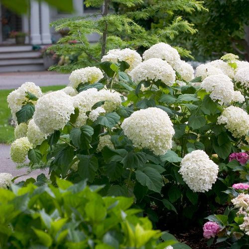 Incrediball® Hydrangea