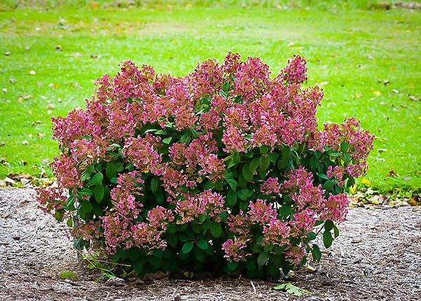 Little Quick Fire® Hydrangea