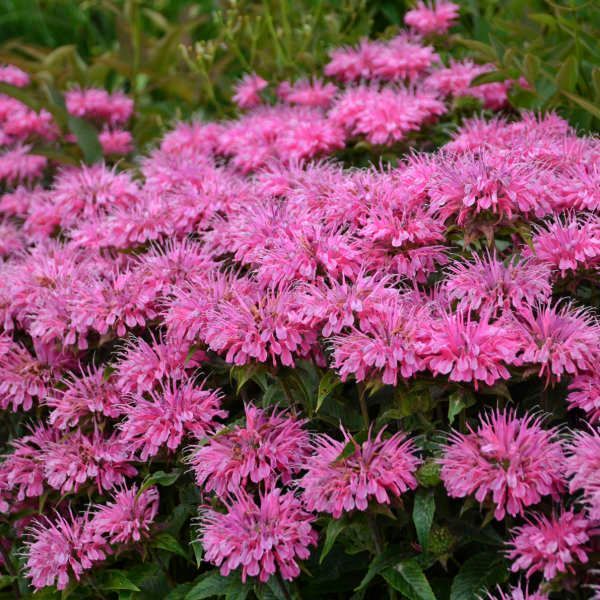 Sugar Buzz® Bubble Gum Blast Bee Balm