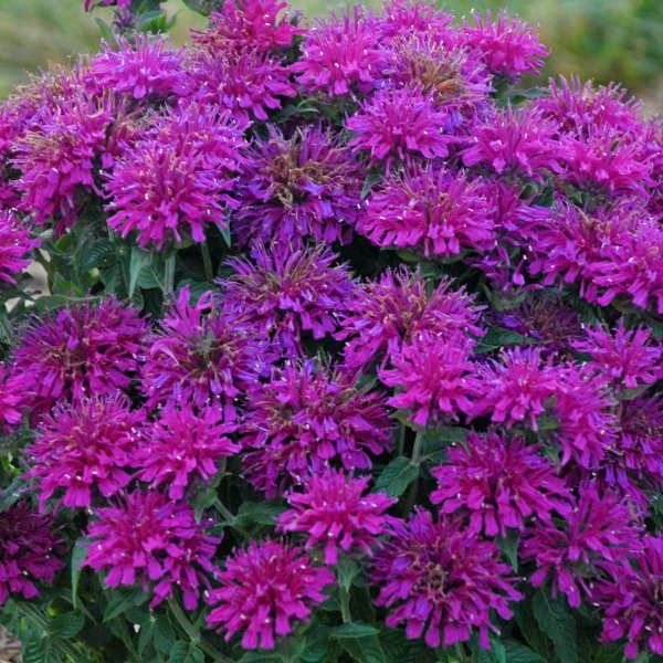 Sugar Buzz® Grape Gumball Bee Balm