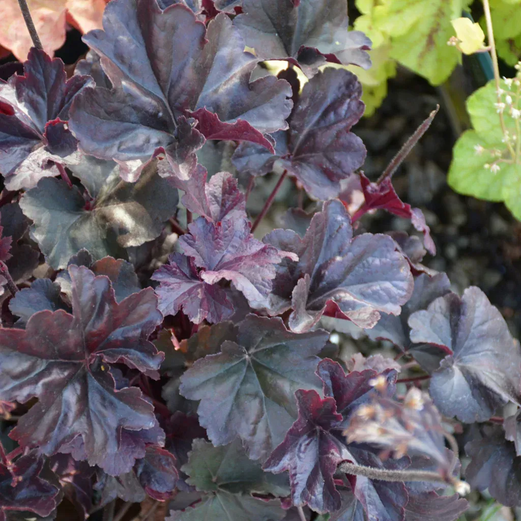 Obsidian Coral Bells
