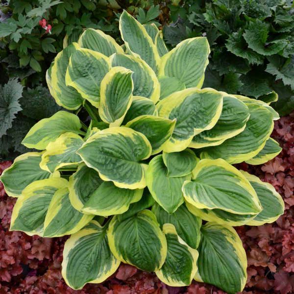 Royal Wedding Hosta