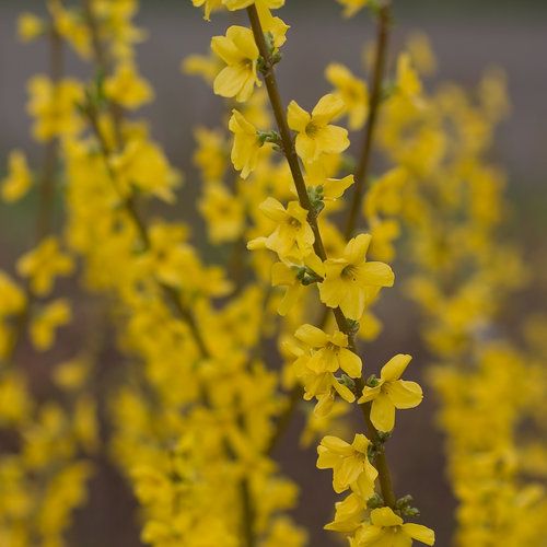 Show Off® Forsythia