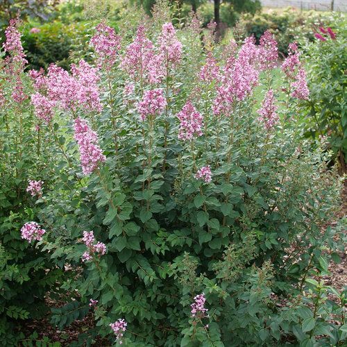 Bloomerang Ballet® Reblooming Lilac