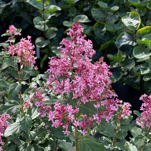 Bloomerang Ballet® Reblooming Lilac