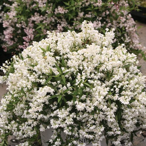 Yuki Snowflake® Deutzia