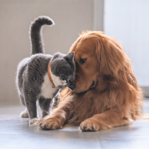 A dog and a cat are standing next to each other on the floor.