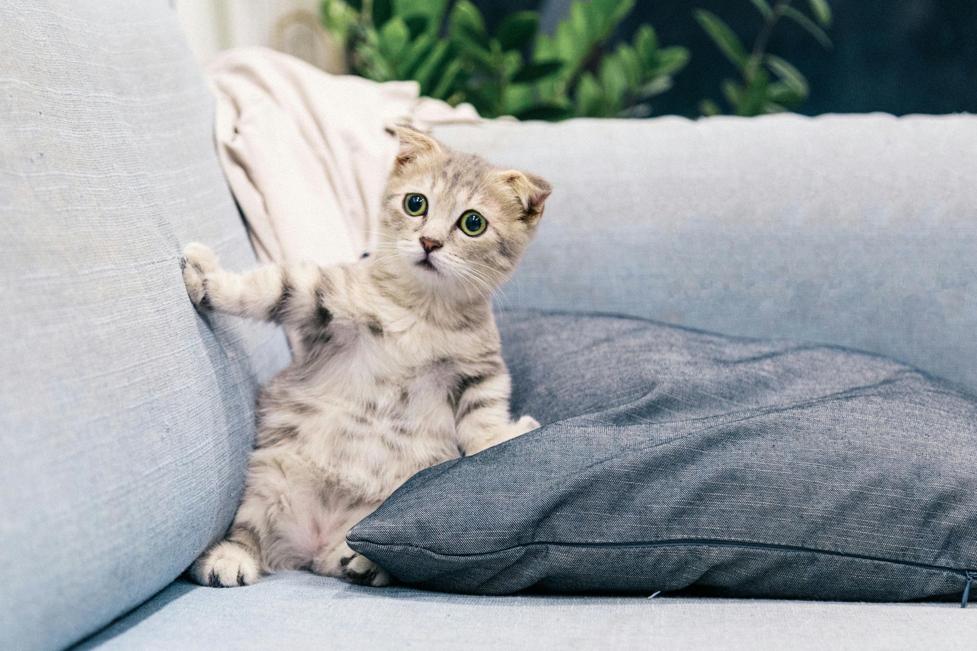 A kitten is sitting on a blue couch next to a pillow.