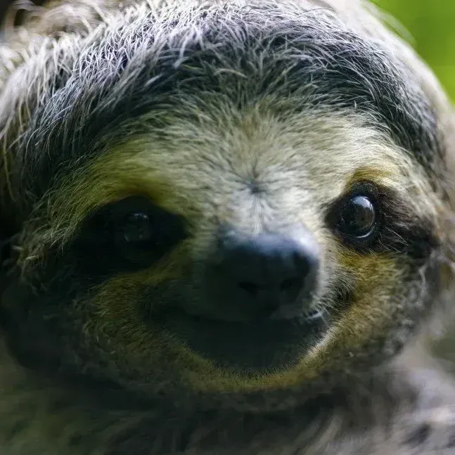 sloth