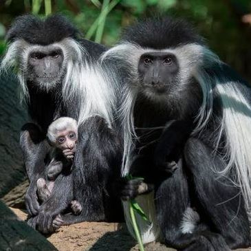 Colobus Monkey