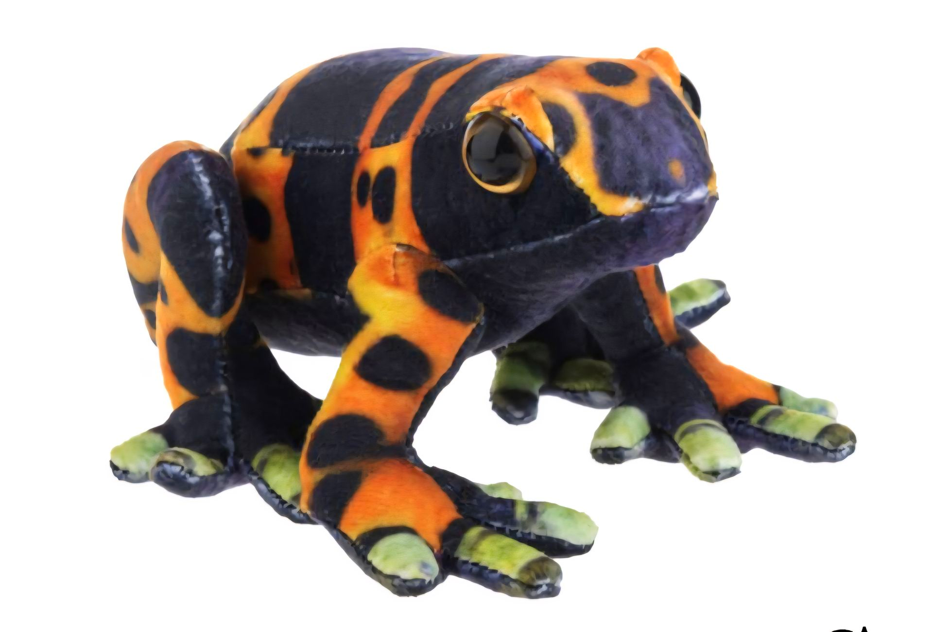 Bumblebee Dart Frog