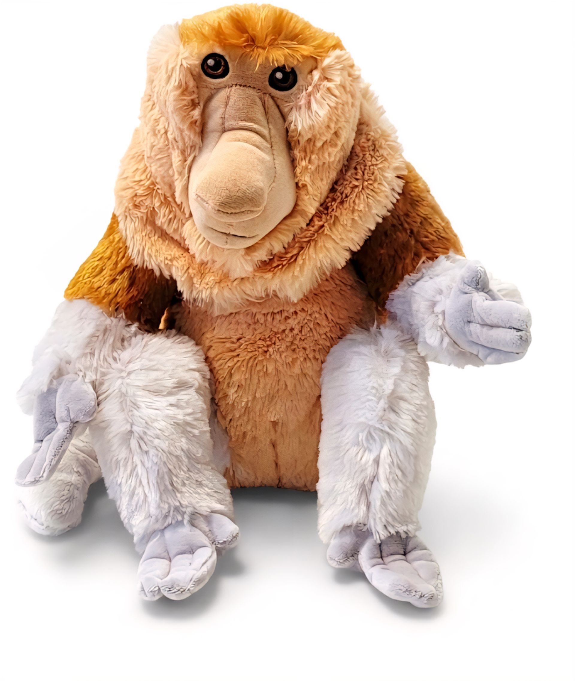 Proboscis Monkey