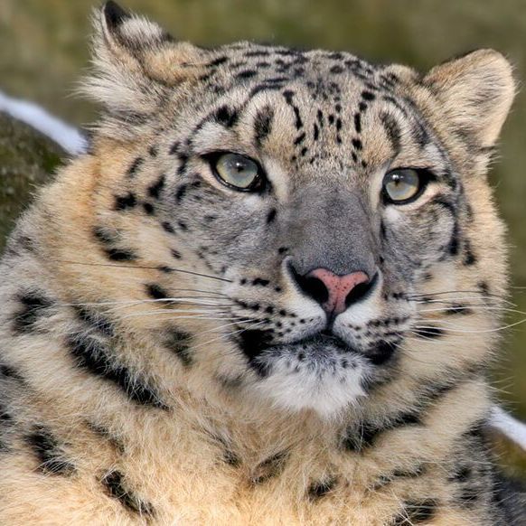 snow leopard