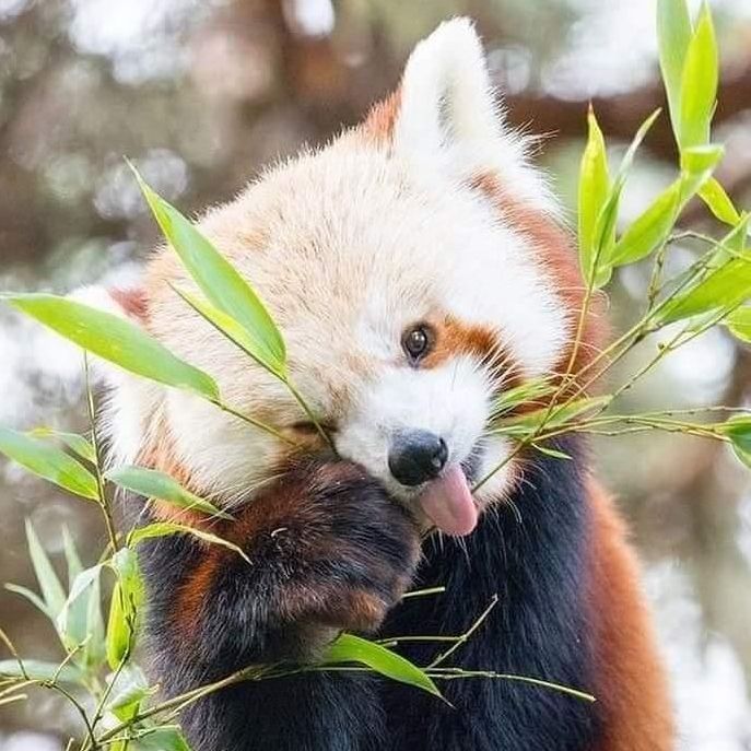 red panda