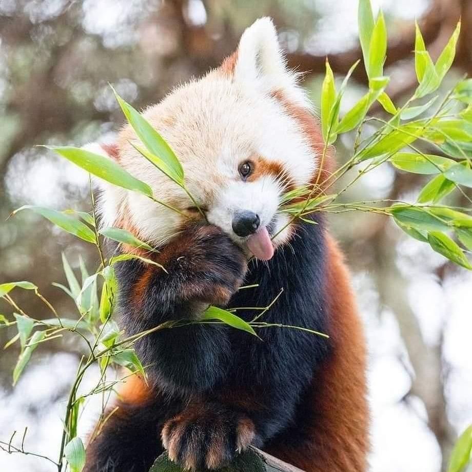 red panda
