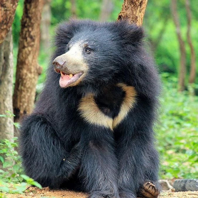 sloth bear