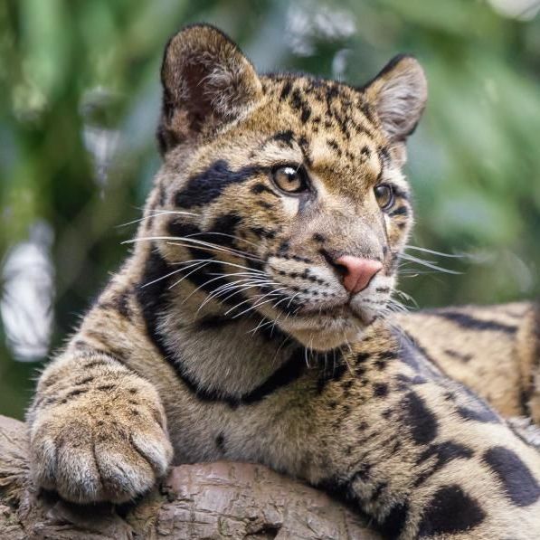 clouded leopard