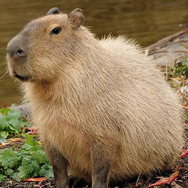 capybara