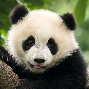 panda