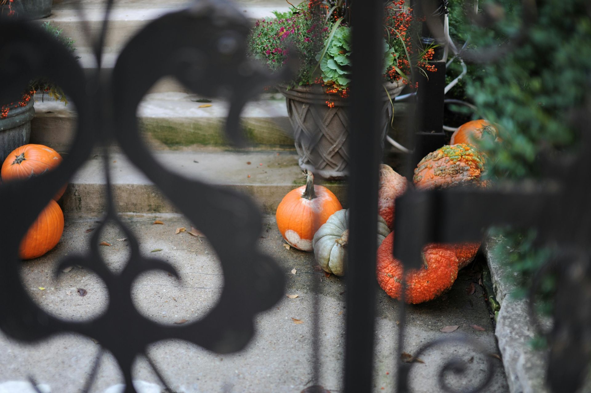 Pumpkins are sitting on the ground in front of a wrought iron fence.