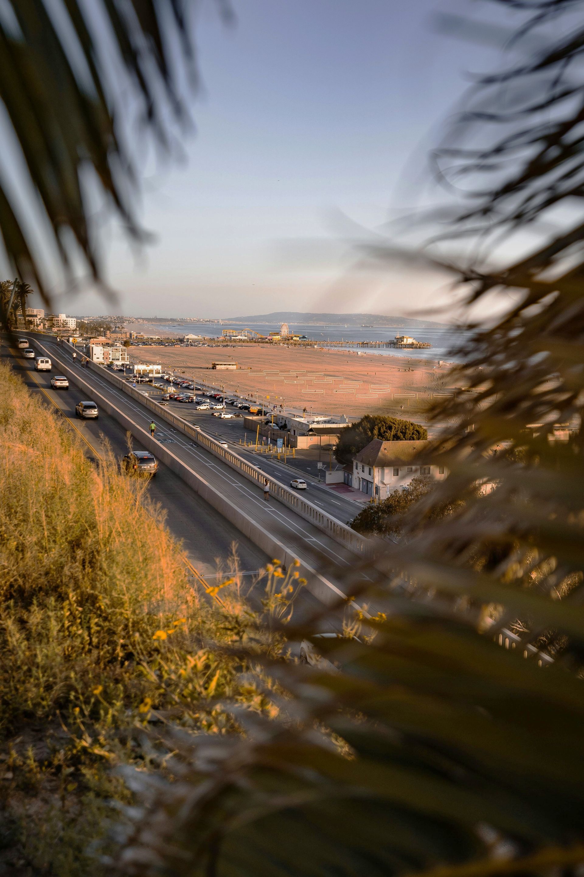A highway is visible through the leaves of a palm tree.