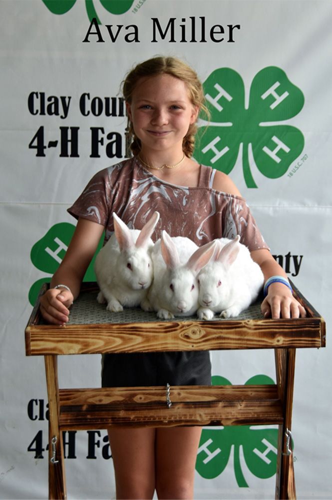 Girl smiling behind a wooden table with four white rabbits at a 4-H fair display