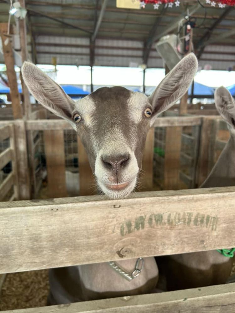 Gray goat peering over a wooden fence inside a barn, with other goats in the background
