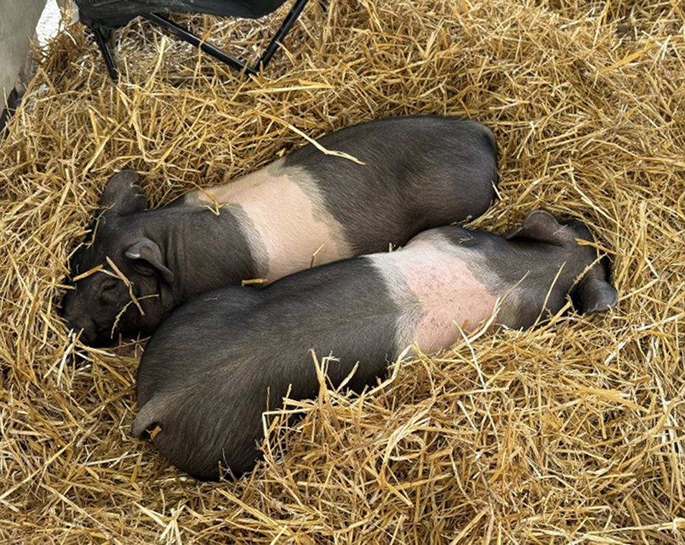 Two black pigs lying on straw, with pale pink patches on their sides.