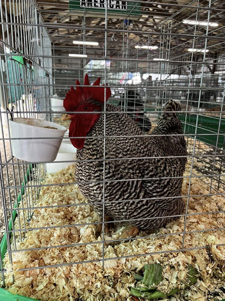 Chicken inside a wire cage with a red rooster and white feeder on straw bedding