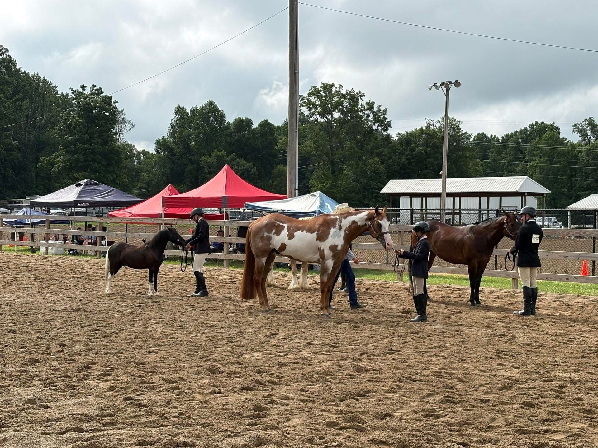 Three horses and handlers in a fenced arena at an outdoor livestock show, with tents and trees behind.