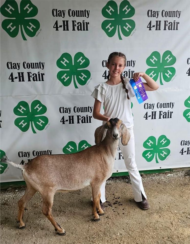 Girl with a ribbon-winning goat at Clay County 4-H Fair backdrop