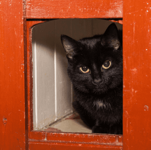 A black cat sitting in its accommodation at the cattery