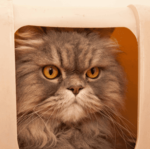 A cat looking through a cat flap